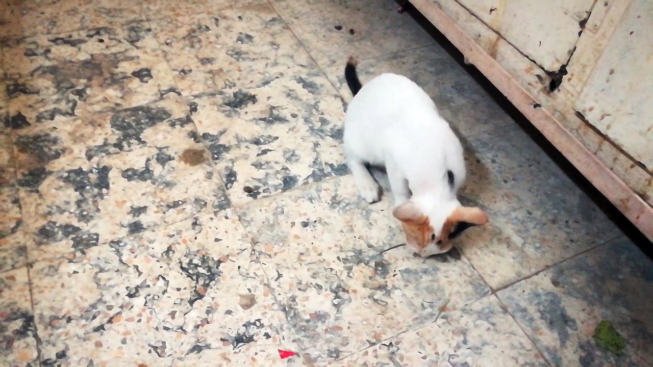 Poor Rat Won't Survive Kitty