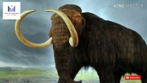 Last woolly mammoths died on Arctic's Wrangel Island