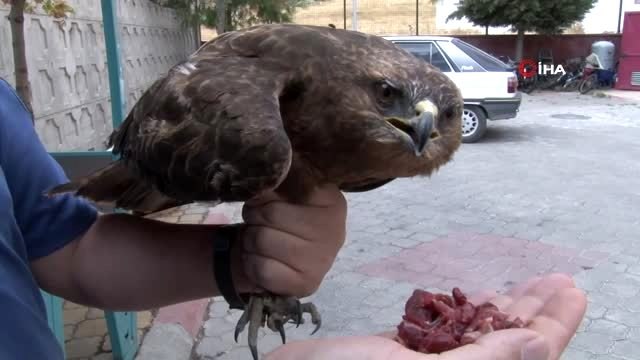 Akıma kapılan kızıl şahine polis sahip çıktı