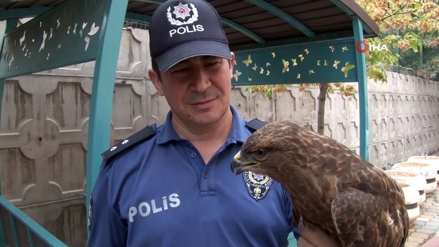 Akıma kapılan kızıl şahine polis sahip çıktı