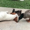 Dog Sleeps Peacefully While Ducks Bury Their Beaks in His Ears