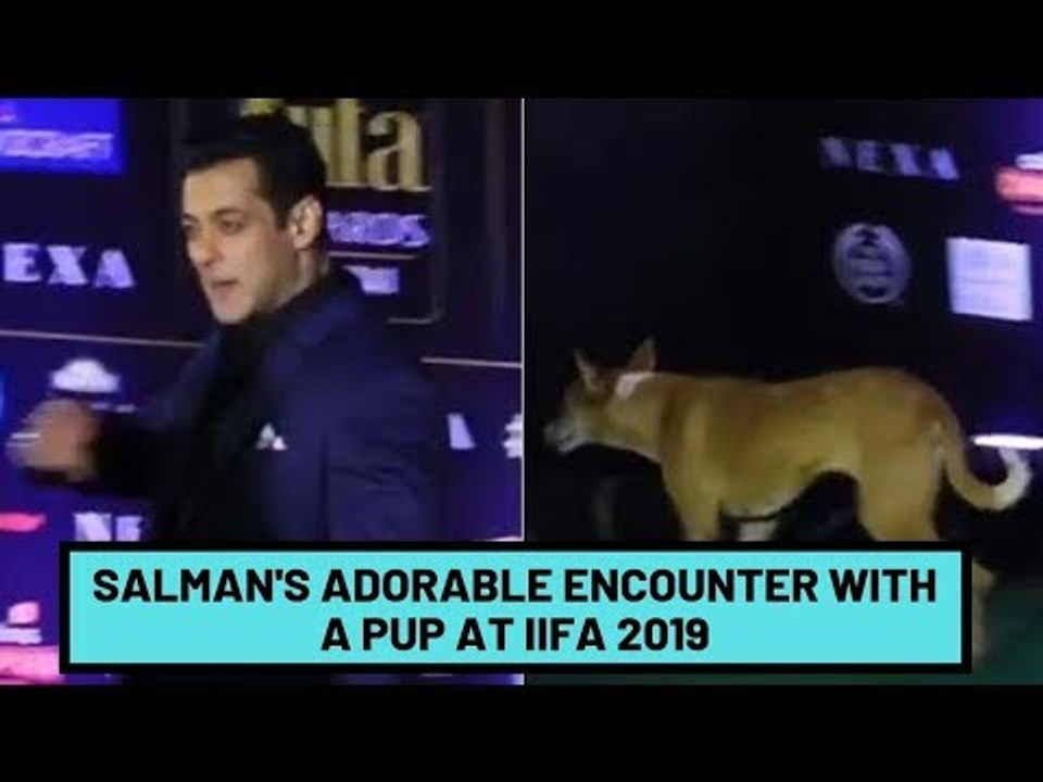 IIFA Awards 2019: An Adorable Pup Follows Salman Khan On The Green Carpet | SpotboyE