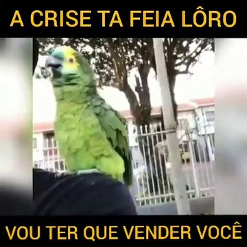 Tellement drôle... Un perroquet et son maître sont en plein délire, écoutez leur discussion de ouf