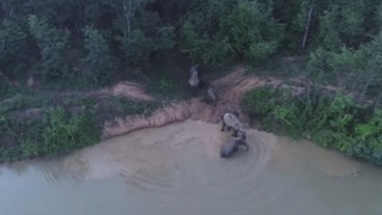 Hallan 5 elefantes muertos en la cascada tailandesa donde se cayeron otros 6