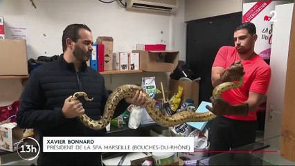 Marseille : un serpent sème la panique et tue un chaton