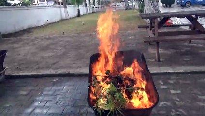 Devriye gezen ekipler Hint keneviri buldu