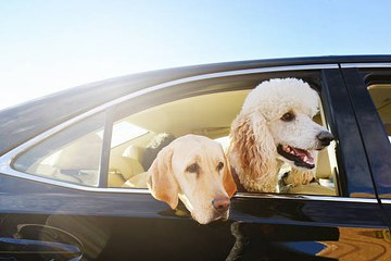 Les chiens bientôt autorisés dans les Uber ?