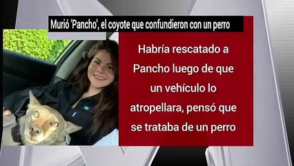 Murio 'Pancho', el coyote que confundieron con un perro