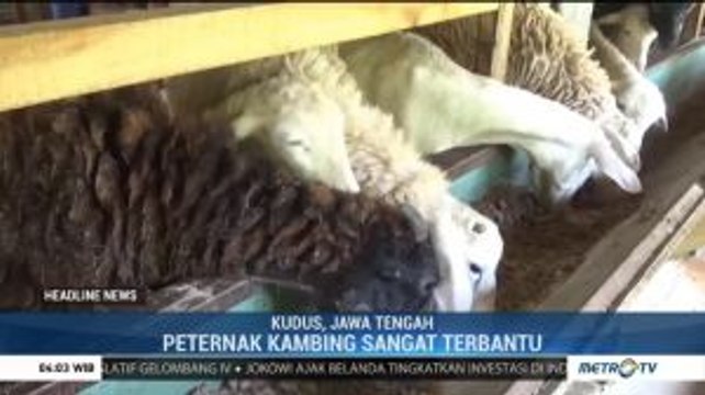Peternak Kambing di Kudus Olah Kotoran Ayam Jadi Pakan Ternak