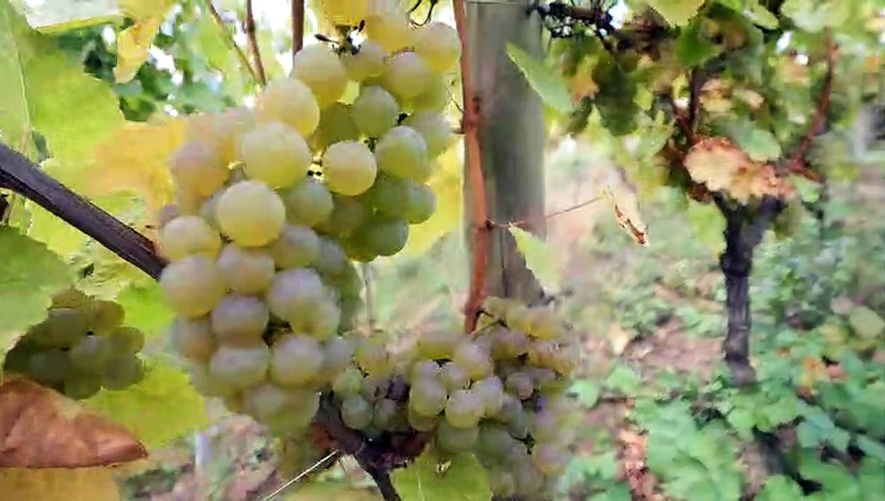 Turckheim : Vendanges au domaine Hurst