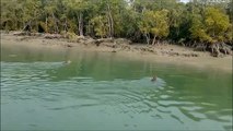Ces touristes aperçoivent 2 tigres qui traversent une rivière à la nage