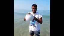 Technique de défense de ce poisson : se gonfler comme un ballon