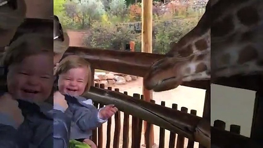 Fun babies & Funniest Animals Compilation - Try Not To Laugh Challenge