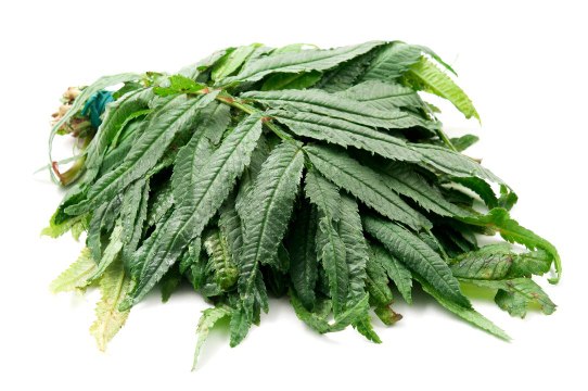 I'm Obsessed With Huacatay, a Peruvian Black Mint Condiment That Goes With Everything