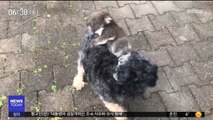 [이슈톡] 강아지 등에 올라탄 아기 '코알라' 화제