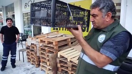 Kınalı keklik satan kişiye 6 bin lira ceza kesildi - MUĞLA