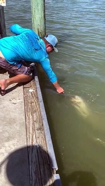 Feeding Sharks From the Dock