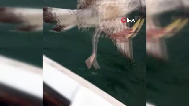 Ayağına kanca takılan martıyı balık tutmaya çıkan polisler kurtardı