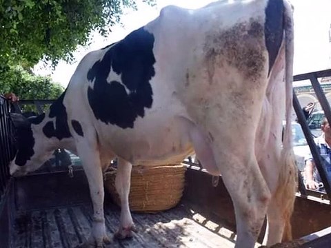 الكشف عن مخبأ للمسروقات بمنطقة الشعابنية حاجب العيون وحجز سيارتين مسروقتين وخمسة دراجات