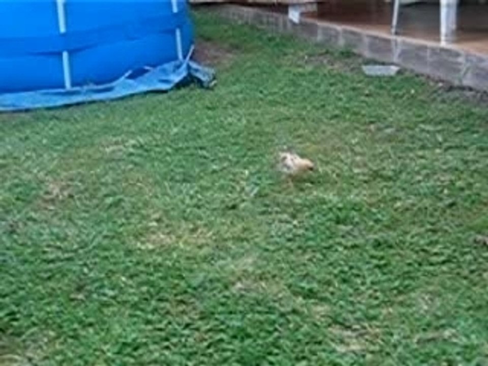 Pioupiou 4