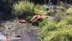 Utah Authorities Release Beaver Family To Help Restore A Stream To Natural State