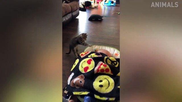 Try Not To Laugh - Funny Cats Video 2019 - Funniest Cats Fails Compilation