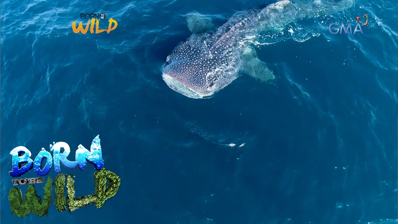 Born to Be Wild: Threats faced by 'ocean giants'