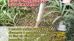 Tips,Trik dan Cara Mudah Menanam dan Memelihara Pohon Albasia WA : 085655057988
