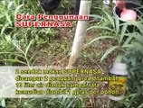 Tips,Trik dan Cara Mudah Menanam dan Memelihara Pohon Albasia WA : 085655057988