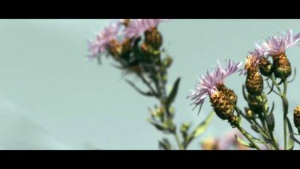 Pferde stehlen Film Trailer