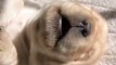 Newborn Labrador Retriever Puppy Adorably Barks In Her Sleep