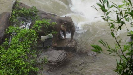 Deadly elephant drama in Thailand as 11 members of herd caught up in waterfall