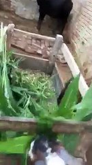 Goats are eagerly waiting for food