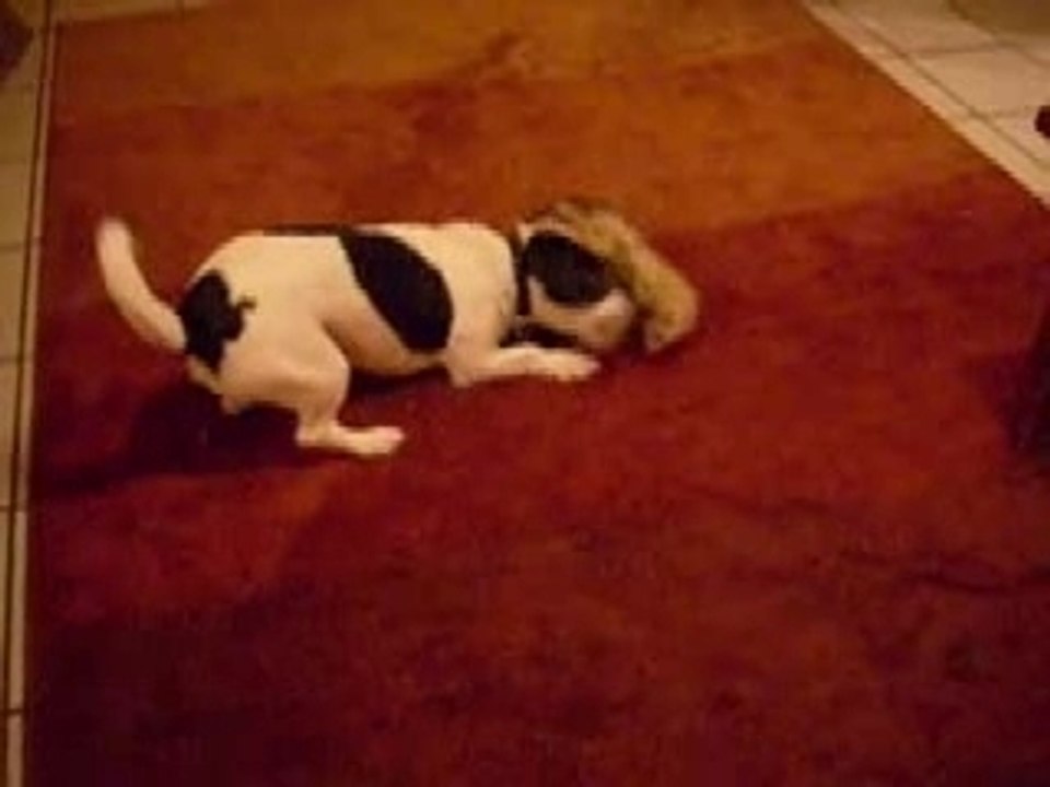 Furet VS Chien