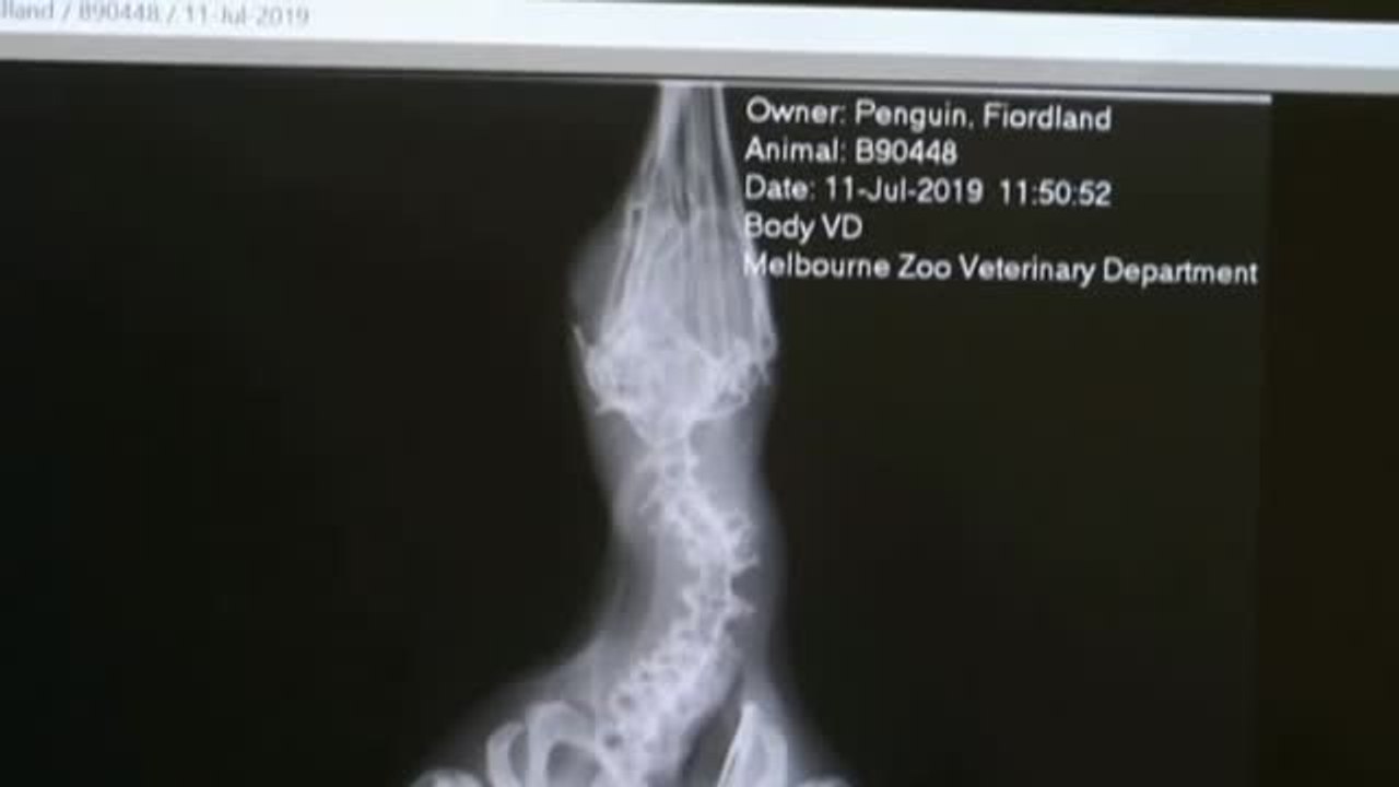 Un pingüino recorre 2.500 kilómetros nadando por el mar de Tasmania