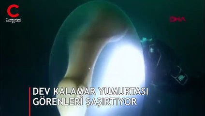 Neden bu kadar büyüdüler, açıklanamadı... İçerisinde milyonlarca var!