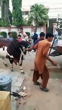 EID UL ADHA 2019 - BAKRA EID PAKISTAN Beautiful Bulls For Qurbani 2019 In Karachi
