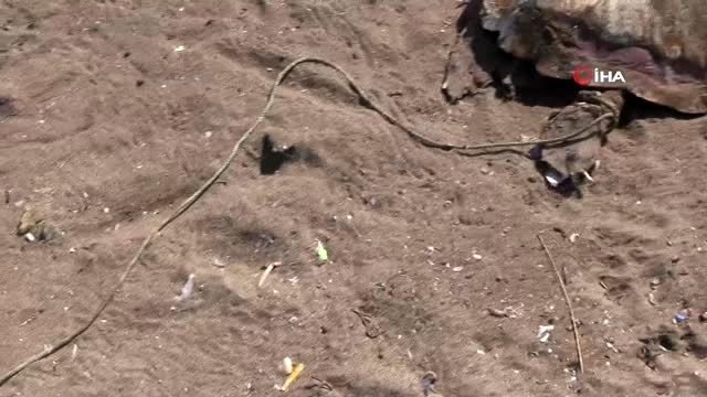 Sahilde kafasından darbe almış ve ayağı bağlanmış ölü deniz kaplumbağası bulundu