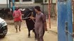 EID UL ADHA 2019 - BAKRA EID PAKISTAN Beautiful Bulls For Qurbani 2019 In Karachi