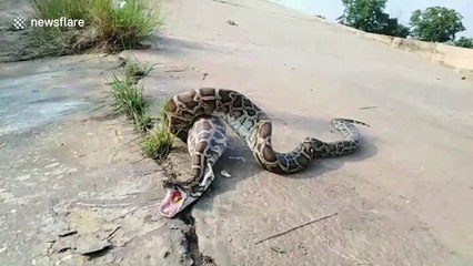 Stomach-churning moment python regurgitates farmer's prized rooster in Thailand