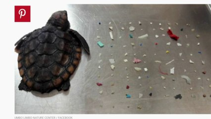 Ecologie : les infos qui font le buzz