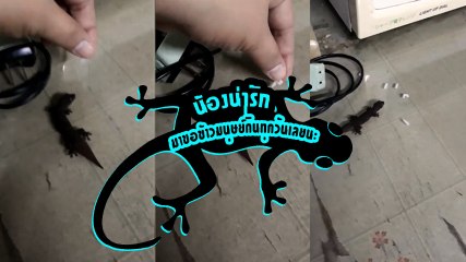 น้องน่ารัก !! เปิดคลิป ตุ๊กแกดำจรจัด มาขอข้าวมนุษย์กินทุกวัน