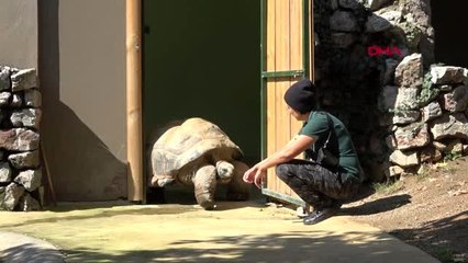 Kocaeli türkiye'nin en yaşlı kaplumbağası 'tuki'