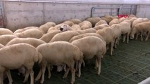 Niğde üniversite 'damızlık koyun' üretimi