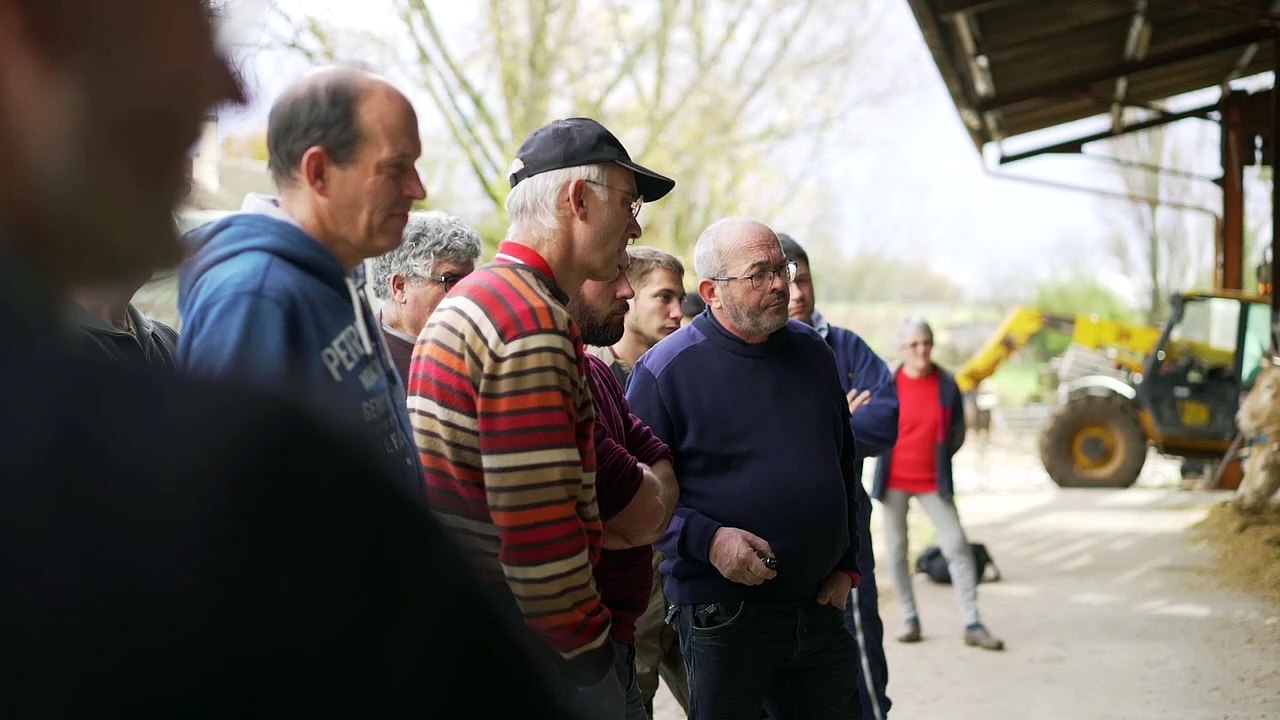 Approcher un bovin en sécurité
