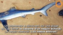 Au Cap Ferret, il trouve un  requin échoué sur une plage