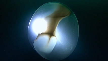 Ne olduğuna şaşıracaksınız! Tamı tamına 4 metre çapında!