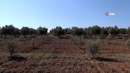 Vatandaşa sahte zeytinyağı uyarısı