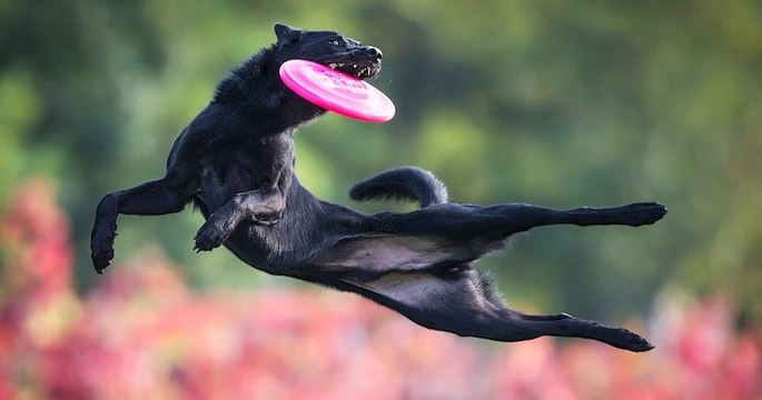 Ces photos de chiens, attrapant un frisbee en plein vol, sont à couper le souffle