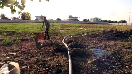 Tarlası için ödünç aldığı solucan gübresinin üreticisi oldu - ŞANLIURFA
